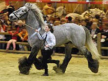 Stallion shown in hand at the Paris International Agricultural Show in 2012 Poitevin-mulassier06 SDA2012.JPG