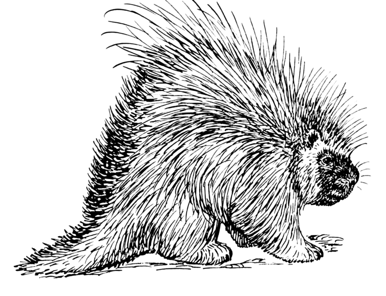 File:Porcupine (PSF).png