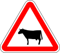 Cattle