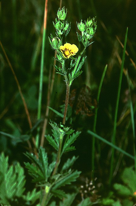 Potentilla_inclinata