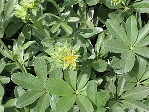 Potentilla valderia002.jpg