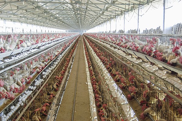 Poultry Farm in Namakkal, Tamil Nadu.jpg