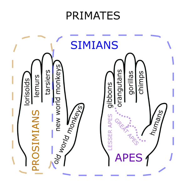 File:Primate Hand Mnemonic.png