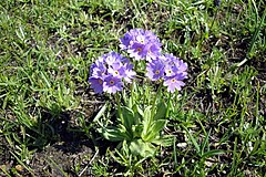 Primula algida