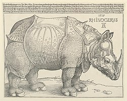 en:Dürer's Rhinoceros. 1515