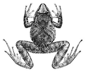 Descrição da imagem Pristimantis conspicillatus.jpg.