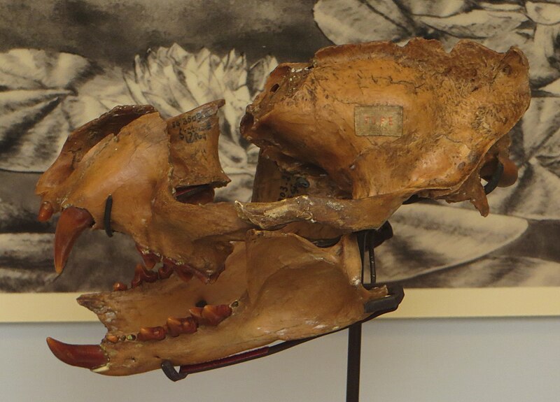 File:Proailurus lemanensis skull 378458.jpg