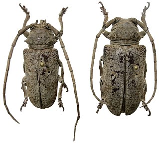 <i>Prosopocera antennata</i> Species of beetle