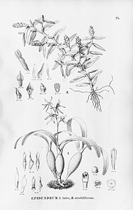 plate 25 I. Prosthechea bulbosa (as syn. Epidendrum latro), II. Epidendrum strobiliferum