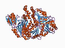 Modèle tridimensionnel de l'enzyme