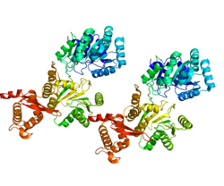 Protein RECQL PDB 2V1X.png