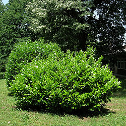 Prunus laurocerasus arboretum F of F Belgrade.jpg