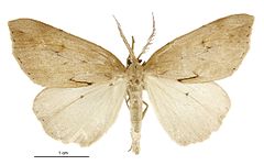 Psevdokoremiya lutea male.jpg