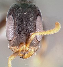 Pseudomyrmex cubaensis casent0005871 голова 1.jpg