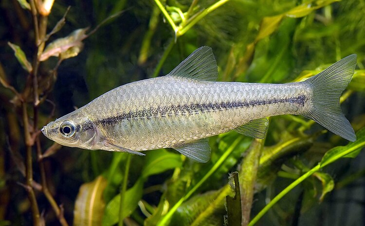 Амурский чебачок (pseudorasbora parva) в аквариуме Сидзуока (Япония)