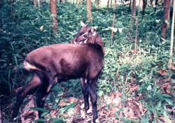 Saola el. Vu Quang oksen er et af verdens mest sjældne dyrearter med blot 11 kendte eksemplarer