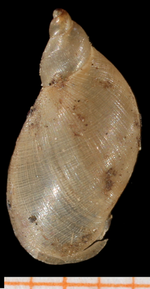 Abapertural view of the shell Pseudosuccinea columella shell 4.png