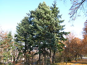 Pseudotsuga glauca and menziesii, Park Żeromskiego in Warsaw