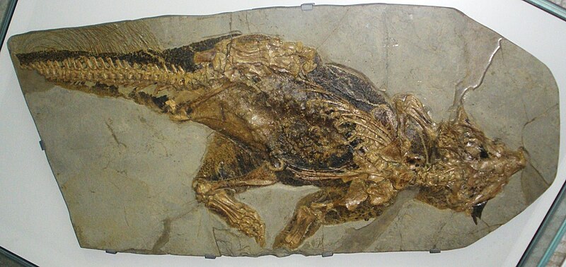 File:Psittacosaurus mongoliensis.jpg