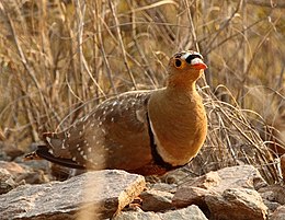 Pterocles bicinctus -Northern Cape, South Africa -male-8.jpg
