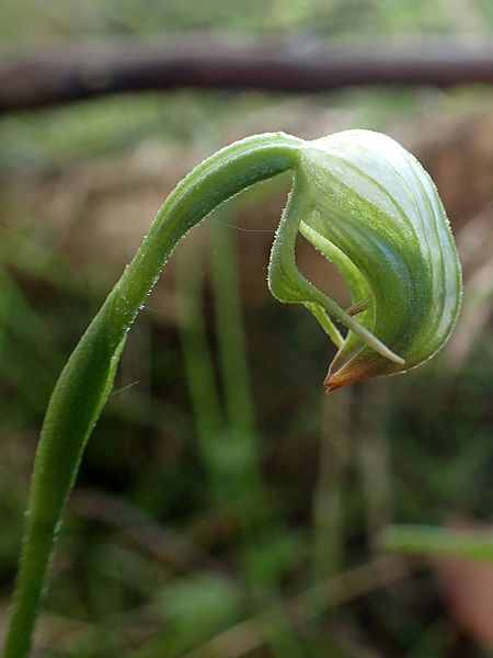 File:Pterostylis hispidula (2) - cropped.jpg