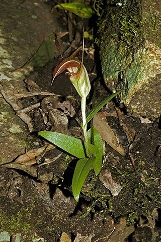 <i>Pterostylis pulchella</i> Species of orchid