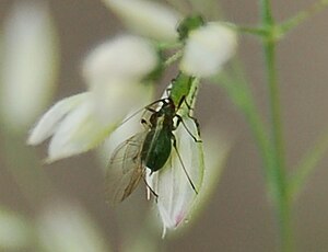 Puceron Vert Du Rosier: Description, Biologie, Dégâts