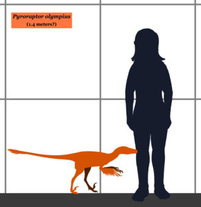 Pyroraptor SIZE.png