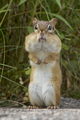 * Nomination An Eastern Chipmunk with stuffed cheek pouches in Kennebunk, ME. --Needsmoreritalin 02:39, 31 July 2024 (UTC) * Promotion  Support Good quality. --Plozessor 03:28, 31 July 2024 (UTC)