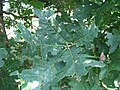 Quercus alba 17zz.jpg