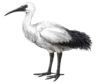 Life restoration of the Réunion ibis