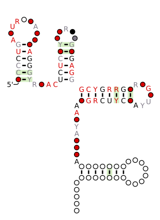 <span class="mw-page-title-main">EngA RNA motif</span>