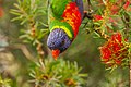 * Nomination Rainbow Lorikeet (Trichoglossus moluccanus) --Bald white guy 12:25, 28 September 2019 (UTC) * Promotion Good quality. --D-Kuru 13:02, 28 September 2019 (UTC)