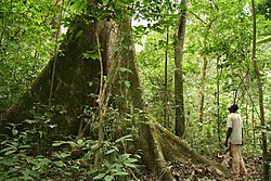 A gaboni őserdőkben