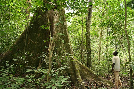 Regenwoud in Gabon