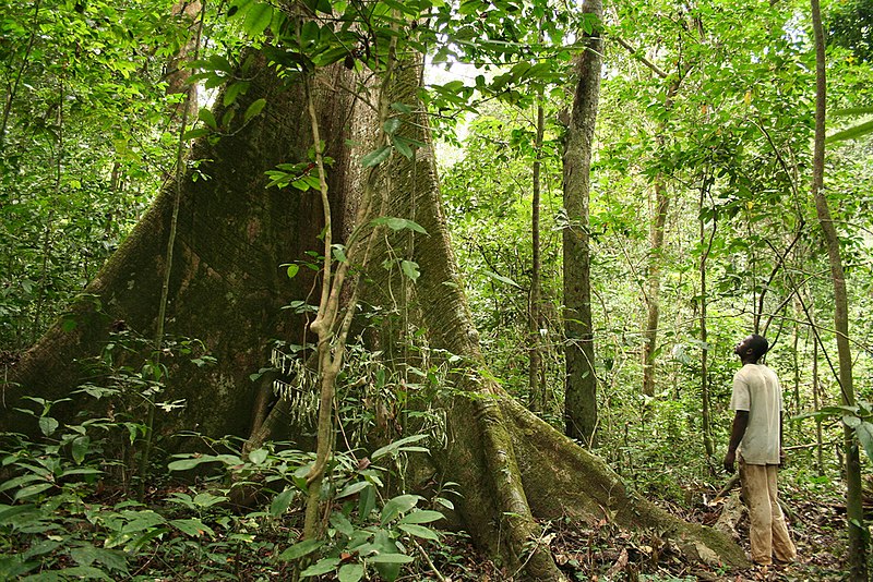 File:Rainforest Gabon.jpg