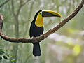 Ramphastos ambiguus