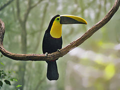 Ramphastos ambiguus at the Bronx Zoo Ramphastidae - Ramphastos ambiguus.jpg