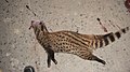 Rare and endangered wild Civet-Runover and killed in JIM CORBET National park-India.jpg
