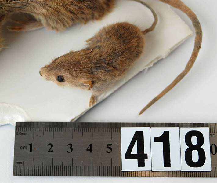 File:Rattus exulans (AM LM418-4).jpg