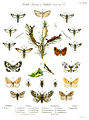 Some forest insects (butterflies) from Ratzeburg's Waldverderbnis, Vol. II, 1866-1868