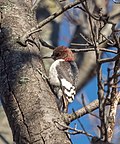 Thumbnail for File:Red-headed woodpecker (16095).jpg