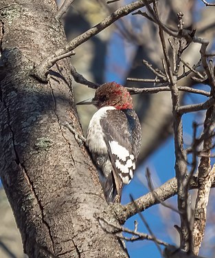 Red-headed woodpecker in Marine Park