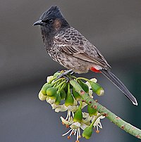 Kalküta I'de Kapok'ta (Ceiba pentandra) beslenen kırmızı havalandırmalı Bulbul (Pycnonotus cafer) IMG 2535.jpg