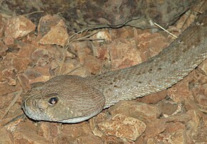 Beskrivelse av bildet Red_Diamondback_Rattle_Snake_Image_003.jpg.