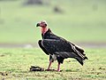 * Nomination Red-headed Vulture (Sarcogyps calvus) with prey, looking left, Kabini Reservoir --Tagooty 01:11, 6 May 2022 (UTC) * Promotion  Support Good quality. --Rjcastillo 01:59, 6 May 2022 (UTC)