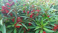 Red Impatiens Balsamina (കാശിത്തുമ്പ)