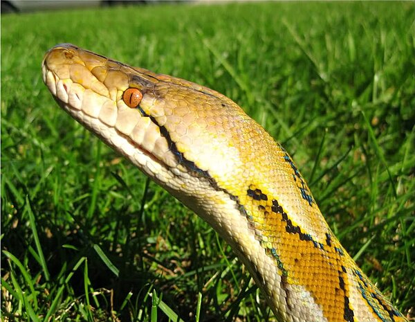 Head of a reticulated python