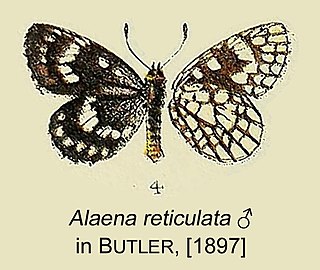 <i>Alaena reticulata</i> Species of butterfly
