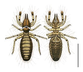 <span class="mw-page-title-main">Malleolus (arthropod)</span> Olfactory organ in arthropods